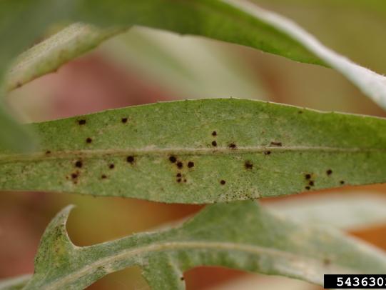 Early rust fungus infection on yellow starthistle leaves