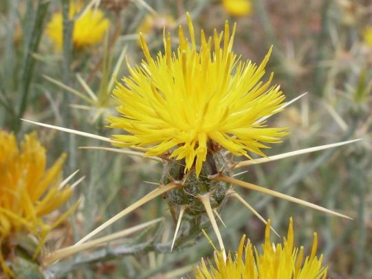 Yellow starthistle flower and spines
