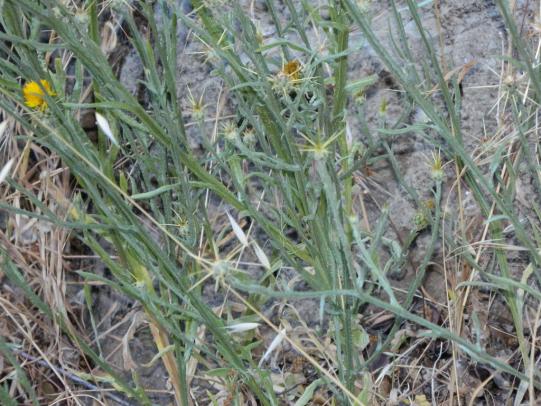 Yellow starthistle plants growing in dense stand