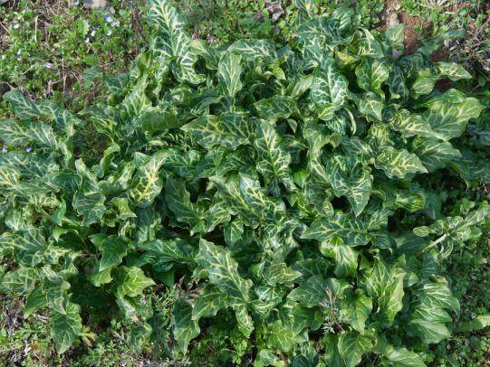 Dense patch of Italian arum