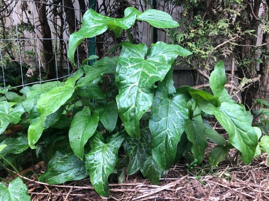 Italian arum plants with stems and leaves 