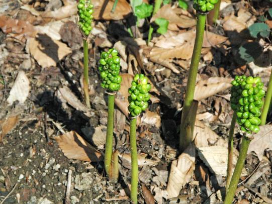 Italian arum spikes with green fruit in bare soil