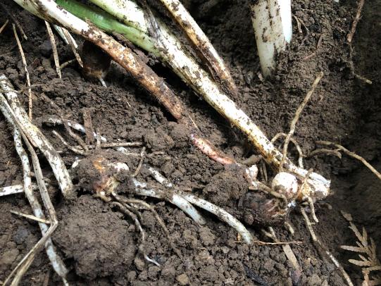 White roots and stems exposed in soil