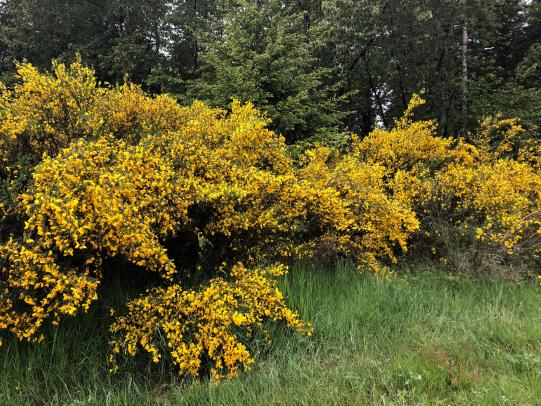 Broom plants with yellow flowers along trail