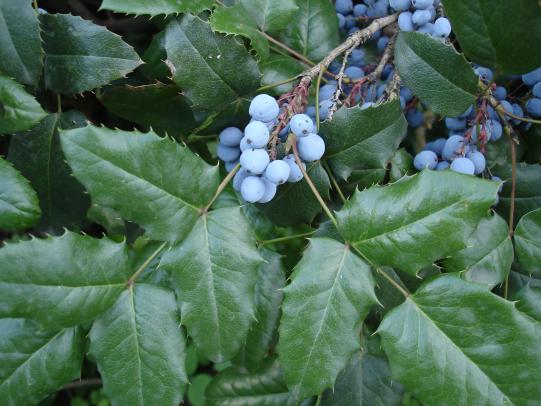 Oregon grape leaves and berries