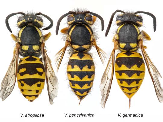Images of three species of yellowjackets