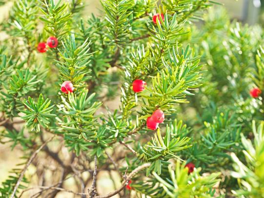 Japanese yew leaves and berries
