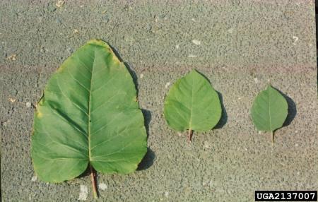 Comparison of large, medium, and small knotweed leaves