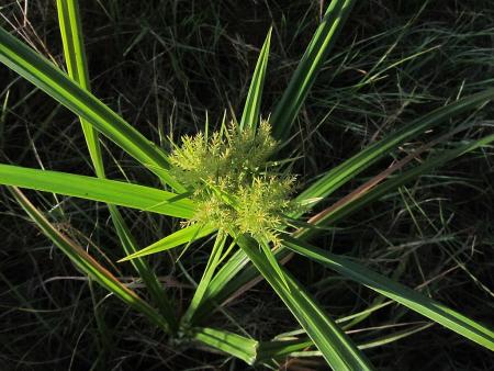Nutsedge top view of leaves and flower