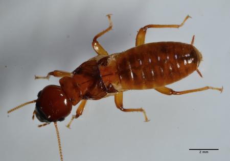 Dampwood termite worker