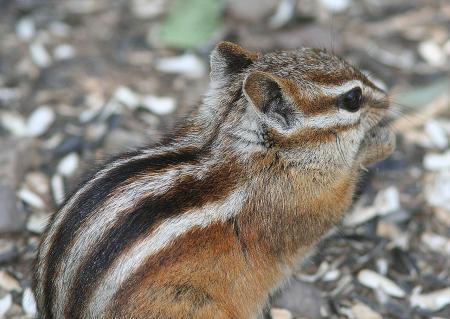 Chipmunk with stripes
