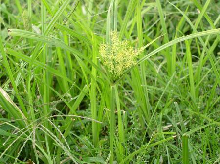Nutsedge leaves, stems, and flower