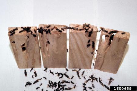 Carpenter ants and wood damage