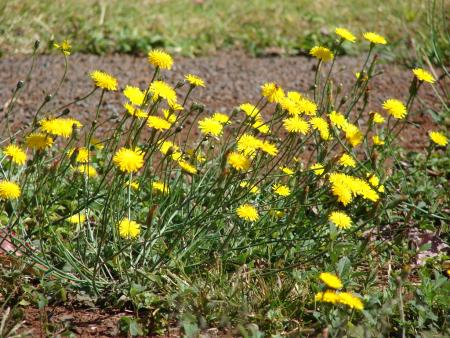 Clump of catsear plants showing yellow flowers on slender stems