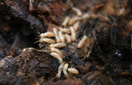 Dampwood termites on decomposing wood