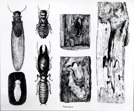 Drawing of dampwood termite life stages