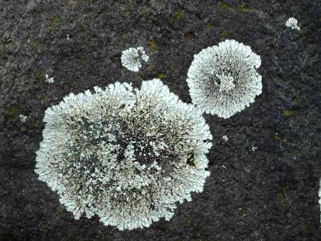Lichen on rock surface