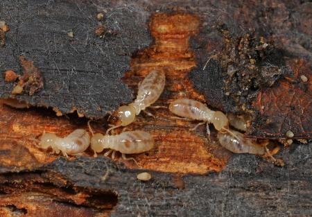 Subterranean termites on damaged wood