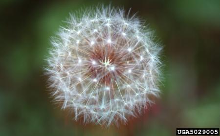 Dandelion puffball or seedhead composed of seeds