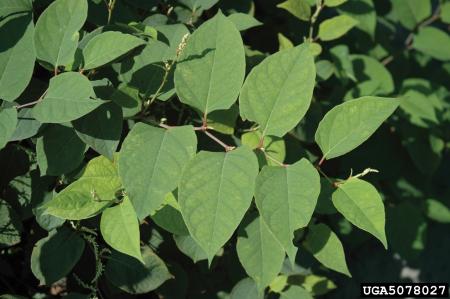 Knotweed stems and leaves