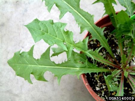 Closeup view of dandelion leaf 