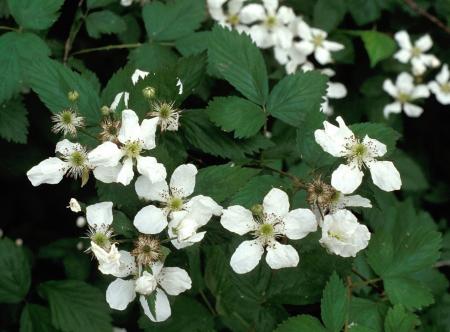 Himalayan blackberry flower and leaves