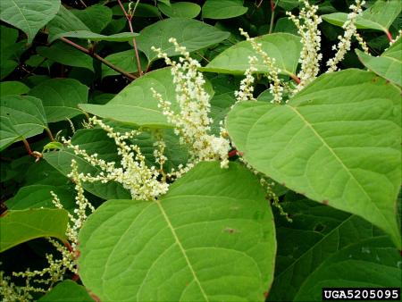 Hojas de la hierba japonesa del nudo con flores blancas que crecen hacia arriba