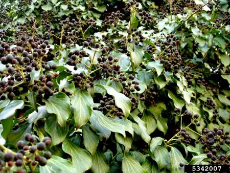 Dense stand of ivy with berries