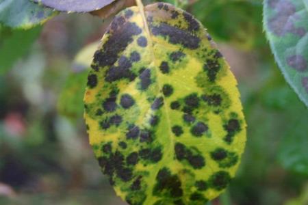 Mottled green and yellow leaf with black spots. The spots have diffuse edges.
