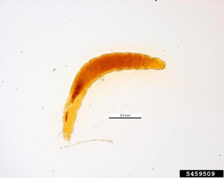 Flea larvae