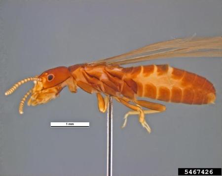 Closeup of winged subterranean termite
