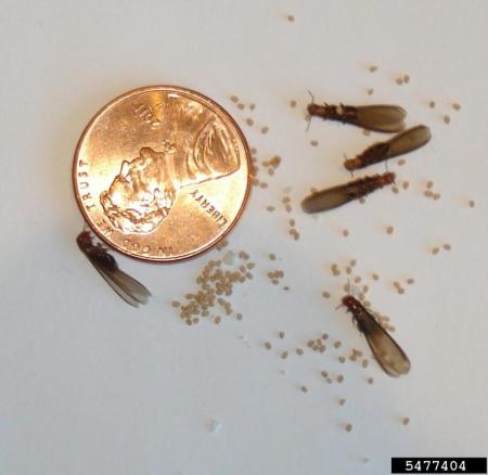 Drywood termites and frass next to penny