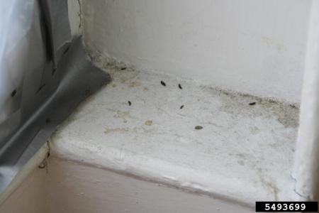 Mouse fecal pellets on white trim in home
