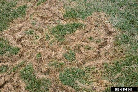 Vole tunnels in grass