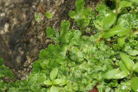 Plantas de hepática