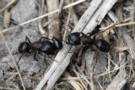 Two carpenter ants