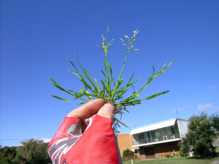 Annual bluegrass plant pulled from ground and held against sky