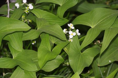 Hojas de wapato y flores blancas