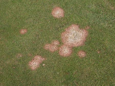 Microdochium patch on lawn