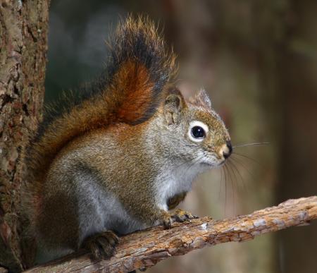 American red squirrel on branch