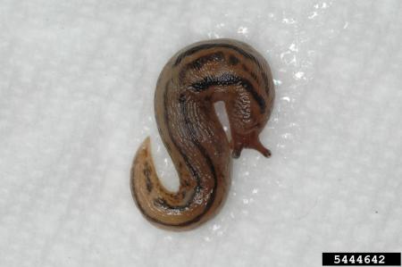 Threeband garden slug