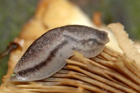 Brown-banded Arion