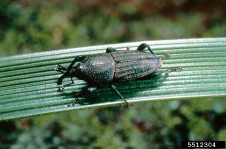 Insecto picudo adulto sobre una hoja de hierba
