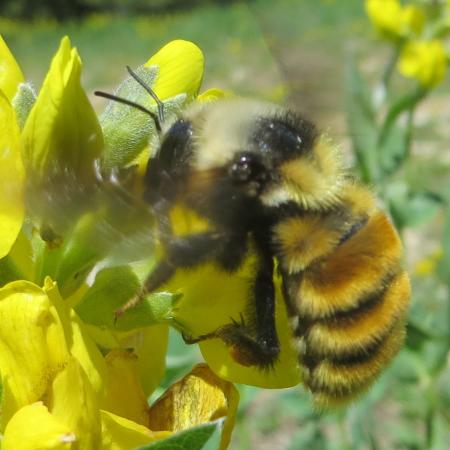 Bumble bee