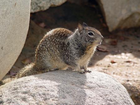 California ground squirrel with spotted fur