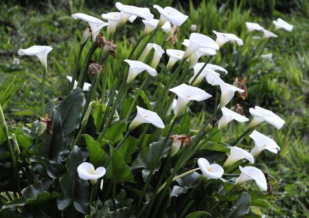 Tallos, hojas y flores blancas de cala.
