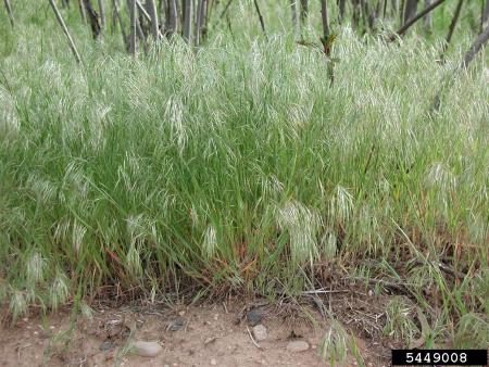 Cheatgrass plants