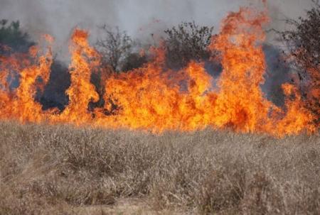 Cheatgrass on fire