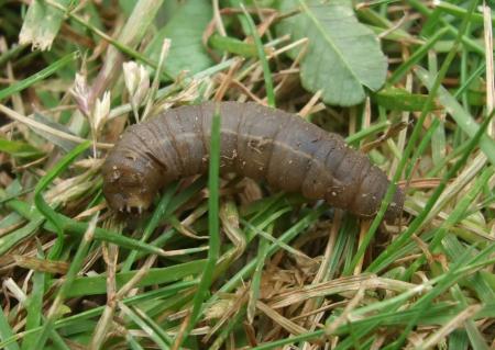 Larvas de la mosca grulla de chaqueta de cuero