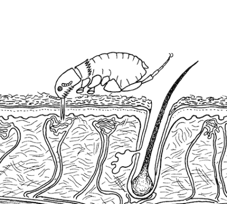 Ctenocephalides adult feeding on skin